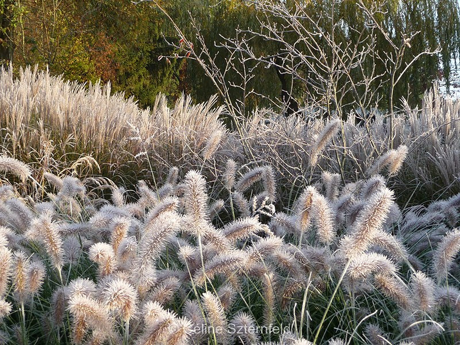 Pennisetum à l'automne